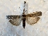  ( - DMZ0619-69)  @13 [ ] CreativeCommons - Attribution Non-Commercial Share-Alike (2017) Mat Seidensticker MPG Ranch