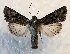  ( - DMZ0619-71)  @14 [ ] CreativeCommons - Attribution Non-Commercial Share-Alike (2017) Mat Seidensticker MPG Ranch