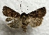 ( - DMZ0724-04)  @13 [ ] CreativeCommons - Attribution Non-Commercial Share-Alike (2017) Mat Seidensticker MPG Ranch