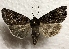  ( - DMZ0724-09)  @15 [ ] CreativeCommons - Attribution Non-Commercial Share-Alike (2017) Mat Seidensticker MPG Ranch