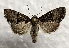  ( - DMZ0724-21)  @14 [ ] CreativeCommons - Attribution Non-Commercial Share-Alike (2017) Mat Seidensticker MPG Ranch