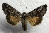  (Syngrapha celsa - DMZ0724-24)  @14 [ ] CreativeCommons - Attribution Non-Commercial Share-Alike (2017) Mat Seidensticker MPG Ranch