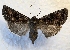  ( - DMZ0724-43)  @15 [ ] CreativeCommons - Attribution Non-Commercial Share-Alike (2017) Mat Seidensticker MPG Ranch