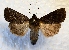  ( - DMZ0724-44)  @14 [ ] CreativeCommons - Attribution Non-Commercial Share-Alike (2017) Mat Seidensticker MPG Ranch