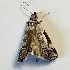  ( - DMZ0724-68)  @11 [ ] CreativeCommons - Attribution Non-Commercial Share-Alike (2017) Mat Seidensticker MPG Ranch
