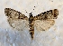  ( - DMZ0724-69)  @13 [ ] CreativeCommons - Attribution Non-Commercial Share-Alike (2017) Mat Seidensticker MPG Ranch