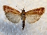  ( - DMZ0724-72)  @13 [ ] CreativeCommons - Attribution Non-Commercial Share-Alike (2017) Mat Seidensticker MPG Ranch