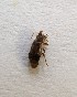  ( - KATES0903-27)  @11 [ ] CreativeCommons - Attribution Non-Commercial Share-Alike (2018) Unspecified MPG Ranch