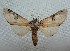  (Ianassa pallida - KRS072419-01)  @14 [ ] Creative Commons - Non-Commercial Share-Alike (2019) Unspecified MPG Ranch