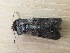  ( - LOLO0824-01)  @12 [ ] CreativeCommons - Attribution Non-Commercial Share-Alike (2018) Unspecified MPG Ranch