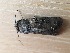  ( - LOLO0824-01)  @12 [ ] CreativeCommons - Attribution Non-Commercial Share-Alike (2018) Unspecified MPG Ranch