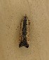  ( - LSC051720-01)  @11 [ ] Creative Commons - Non-Commercial Share-Alike (2020) Unspecified MPG Ranch