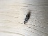  ( - MPG0515-09)  @11 [ ] CreativeCommons - Attribution Non-Commercial Share-Alike (2018) Unspecified MPG Ranch