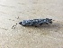  ( - MPG0521-09)  @11 [ ] CreativeCommons - Attribution Non-Commercial Share-Alike (2018) Unspecified MPG Ranch