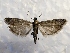  ( - MPG0528-31)  @11 [ ] CreativeCommons - Attribution Non-Commercial Share-Alike (2017) Mat Seidensticker MPG Ranch