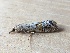  ( - MPG0612-07)  @12 [ ] CreativeCommons - Attribution Non-Commercial Share-Alike (2018) Unspecified MPG Ranch
