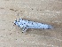  ( - MPG0612-11)  @11 [ ] CreativeCommons - Attribution Non-Commercial Share-Alike (2018) Unspecified MPG Ranch