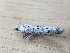  ( - MPG0612-11)  @11 [ ] CreativeCommons - Attribution Non-Commercial Share-Alike (2018) Unspecified MPG Ranch