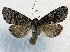  ( - MPG0622-09)  @14 [ ] CreativeCommons - Attribution Non-Commercial Share-Alike (2017) Mat Seidensticker MPG Ranch