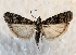  ( - MPG0622-33)  @14 [ ] CreativeCommons - Attribution Non-Commercial Share-Alike (2017) Mat Seidensticker MPG Ranch