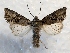  ( - MPG0622-36)  @14 [ ] CreativeCommons - Attribution Non-Commercial Share-Alike (2017) Mat Seidensticker MPG Ranch