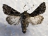  ( - MPG0622-52)  @13 [ ] CreativeCommons - Attribution Non-Commercial Share-Alike (2017) Mat Seidensticker MPG Ranch