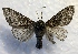  (Panthea acronyctoides - MPG0622-60)  @14 [ ] CreativeCommons - Attribution Non-Commercial Share-Alike (2017) Mat Seidensticker MPG Ranch