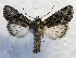  ( - MPG0622-71)  @14 [ ] CreativeCommons - Attribution Non-Commercial Share-Alike (2017) Mat Seidensticker MPG Ranch