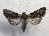  ( - MPG0629-16)  @13 [ ] CreativeCommons - Attribution Non-Commercial Share-Alike (2017) Mat Seidensticker MPG Ranch