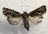  ( - MPG0629-19)  @13 [ ] CreativeCommons - Attribution Non-Commercial Share-Alike (2017) Mat Seidensticker MPG Ranch