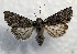  ( - MPG0629-29)  @13 [ ] CreativeCommons - Attribution Non-Commercial Share-Alike (2017) Mat Seidensticker MPG Ranch