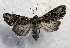  ( - MPG0629-30)  @13 [ ] CreativeCommons - Attribution Non-Commercial Share-Alike (2017) Mat Seidensticker MPG Ranch