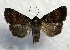  (Abagrotis apposita - MPG0629-33)  @14 [ ] CreativeCommons - Attribution Non-Commercial Share-Alike (2017) Mat Seidensticker MPG Ranch