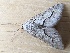  ( - MPG0709-12)  @13 [ ] CreativeCommons - Attribution Non-Commercial Share-Alike (2018) Unspecified MPG Ranch