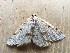  ( - MPG0709-17)  @14 [ ] CreativeCommons - Attribution Non-Commercial Share-Alike (2018) Unspecified MPG Ranch