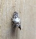  ( - MPG0709-29)  @12 [ ] CreativeCommons - Attribution Non-Commercial Share-Alike (2018) Unspecified MPG Ranch