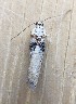  ( - MPG0709-36)  @11 [ ] CreativeCommons - Attribution Non-Commercial Share-Alike (2018) Unspecified MPG Ranch