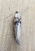  ( - MPG0709-36)  @11 [ ] CreativeCommons - Attribution Non-Commercial Share-Alike (2018) Unspecified MPG Ranch