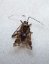  ( - MPG0709-70)  @11 [ ] CreativeCommons - Attribution Non-Commercial Share-Alike (2018) Unspecified MPG Ranch