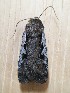  ( - MPG0719-23)  @12 [ ] CreativeCommons - Attribution Non-Commercial Share-Alike (2018) Unspecified MPG Ranch