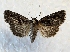 (Sympistis fifia - MPG0719-101)  @14 [ ] CreativeCommons - Attribution Non-Commercial Share-Alike (2017) Mat Seidensticker MPG Ranch