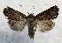 ( - MPG0719-25)  @14 [ ] CreativeCommons - Attribution Non-Commercial Share-Alike (2017) Mat Seidensticker MPG Ranch
