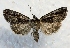  ( - MPG0719-53)  @13 [ ] CreativeCommons - Attribution Non-Commercial Share-Alike (2017) Mat Seidensticker MPG Ranch