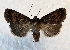  ( - MPG0719-89)  @14 [ ] CreativeCommons - Attribution Non-Commercial Share-Alike (2017) Mat Seidensticker MPG Ranch