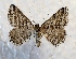  (Digrammia nubiculata - MPG0719-96)  @14 [ ] CreativeCommons - Attribution Non-Commercial Share-Alike (2017) Mat Seidensticker MPG Ranch