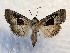  (Sympistis umbrifascia - MPG0726-14)  @15 [ ] CreativeCommons - Attribution Non-Commercial Share-Alike (2017) Mat Seidensticker MPG Ranch