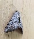  ( - MPG0810-11)  @12 [ ] CreativeCommons - Attribution Non-Commercial Share-Alike (2018) Unspecified MPG Ranch