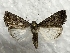  (Caradrina camina - MPG0821-01)  @14 [ ] CreativeCommons - Attribution Non-Commercial Share-Alike (2017) Mat Seidensticker MPG Ranch