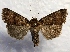  ( - MPG0821-19)  @14 [ ] CreativeCommons - Attribution Non-Commercial Share-Alike (2017) Mat Seidensticker MPG Ranch