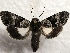  (Sympistis chalybdis - MPG0823-33)  @15 [ ] CreativeCommons - Attribution Non-Commercial Share-Alike (2017) Mat Seidensticker MPG Ranch